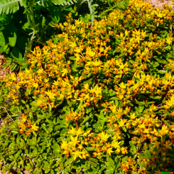 Fetthenne Sedum  - floriferum 'Weihenstephener Gold' 