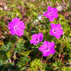 Storchenschnabe Geranium - sanguineum  'Tiny Monster' 