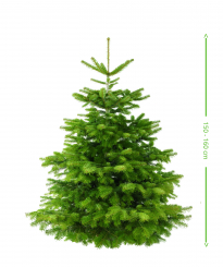 Weihnachtsbaum Nordmann Premium Qualität - frisch geschlagen 150 - 160  cm 