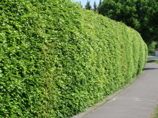 Rotbuche Hecke - Fagus sylvatica Wurzelnackt, 3 jährig 60 - 80 cm