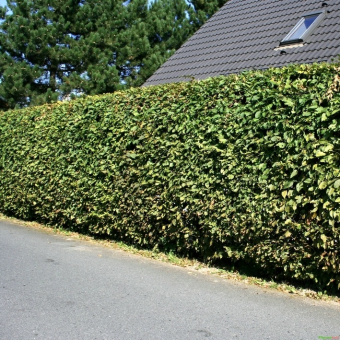 Hainbuchenhecke Weißbuche - Carpinus betulus 