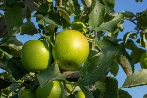 Apfelbaum 'Granny Smith' Malus online kaufen