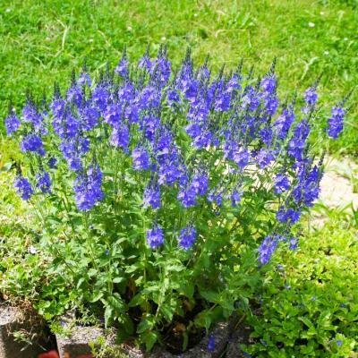 Großer Garten-Ehrenpreis Veronica spicata 'Ulster Dwarf Blue', compact