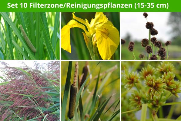 6 er Sortiment Filterzone/Reinigungspflanzen (15 - 35 cm)