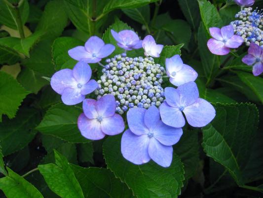 Teller Hortensie Hydrangea macrophylla 'Blue Sky'