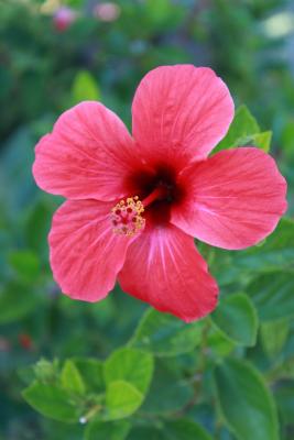 Garteneibisch 'Pink Giant' ® - Hibiscus syriacus