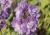Rittersporn Delphinium  - Pacific 'Astolat'