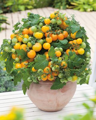 Gelbe Zwerg-Tomate Primagold® gelb im 13 cm Topf