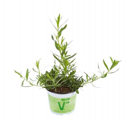 Französischer Estragon Artemisia dracunculus Pfefferkorn