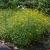 Goldmagerite Buphthalmum - salicifolium