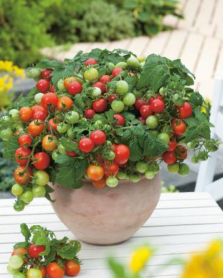Zwerg-Tomate 'Primabell®' rot im 13 cm Topf