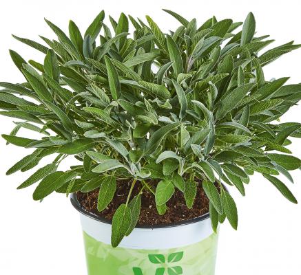 Vital-Salbei Salvia officinalis Evita® Strong