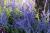 Blauraute 'Blue Spire' - Perovskia atriplicifolia