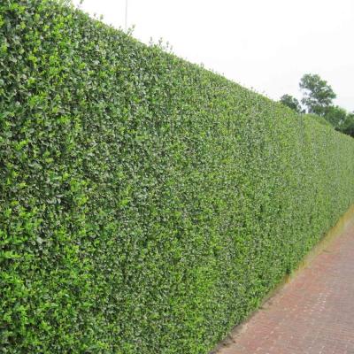 Liguster Hecke Liguster Atrovirens Wurzelnackt 60 - 80 cm