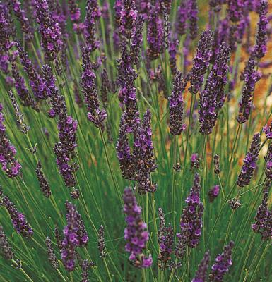 Duft - Lavendel Lavendula angustifolia Grosso
