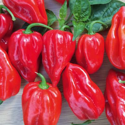 Chili Pflanze Habanero Calita® Red