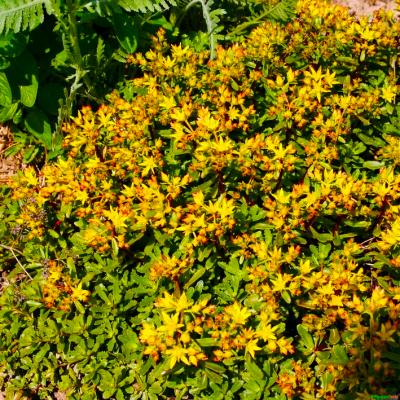 Fetthenne Sedum  - floriferum 'Weihenstephener Gold'