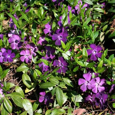 Vinca minor rotblühendes Immergrün 'Atropurpurea'