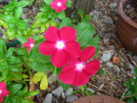 Vinca minor rotblühendes Immergrün 'Atropurpurea'