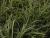Carex  ( Segge ) - morrowii 'Variegata'