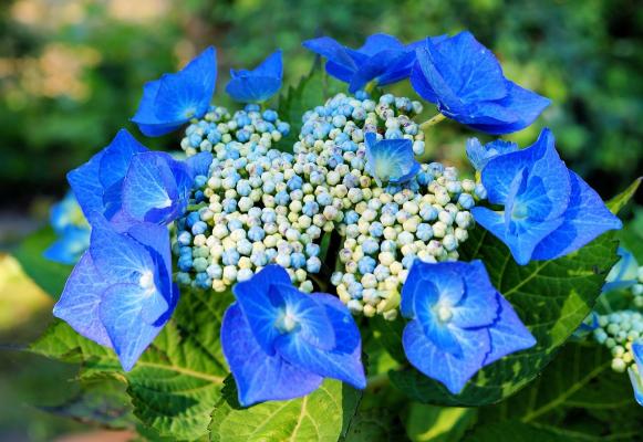 Tellerhortensie Blue Sky - Hydrangea macrophylla