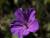 Storchenschnabe Geranium - sanguineum  'Tiny Monster'