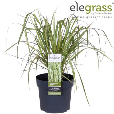 XXL Premium Reitgrass Calamagrostis x acutiflora Eldorado