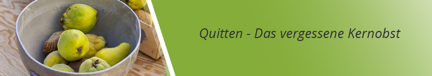 Quittenbaum